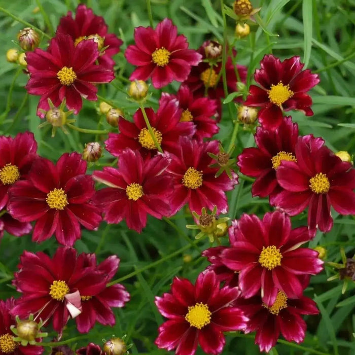 perennials for yearly consistent color