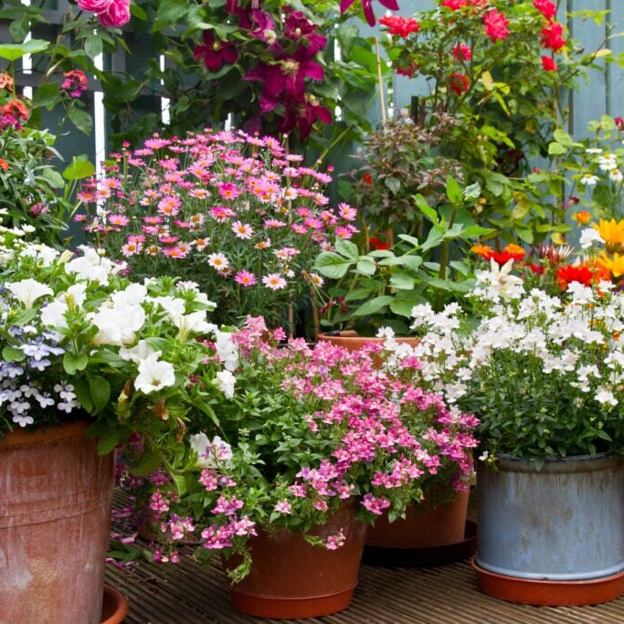 Planting flowers in Pots & container