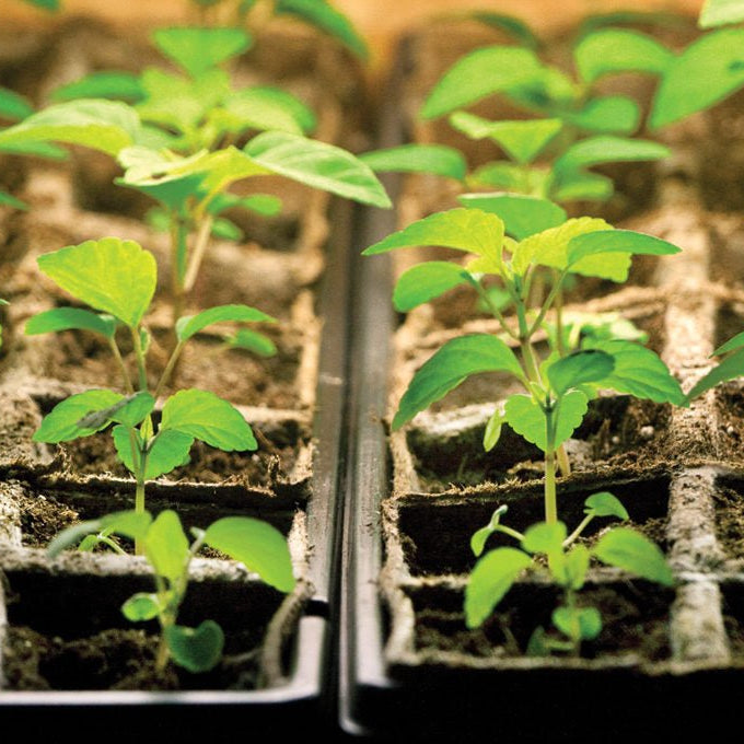 The Top Benefits of Choosing Starter Plants