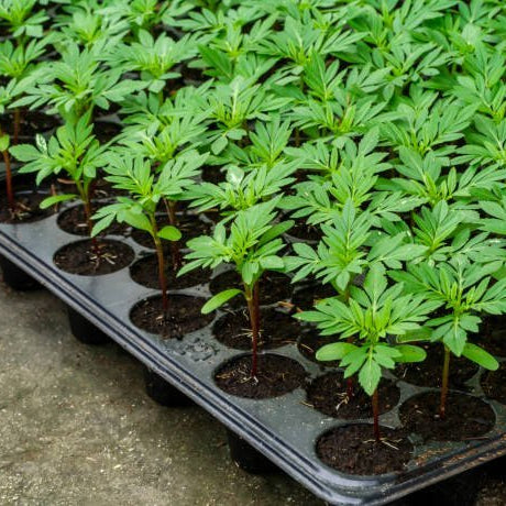 The Ultimate Guide to February Planting