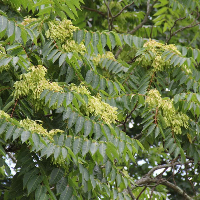 The Ultimate Guide to Growing a Tree or Shrub from Seed