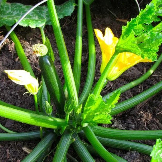 The-Ultimate-Guide-to-Growing-Zucchini Caribbean garden seed