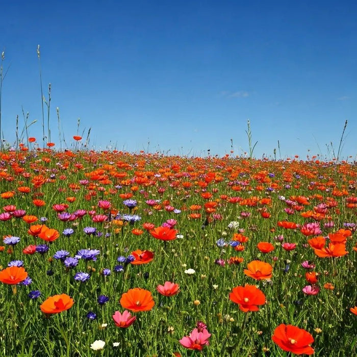 Unlocking the Secrets of Successful Wildflower Seeds Planting
