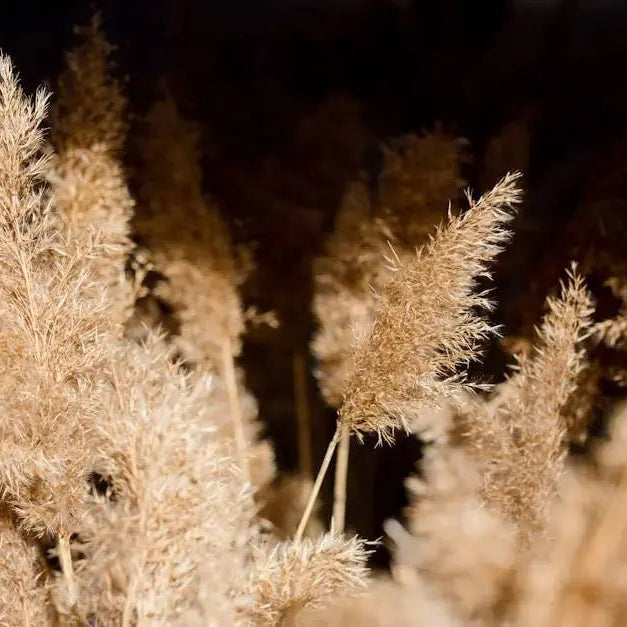 What-Are-the-Benefits-of-Growing-Ornamental-Grass Caribbean garden seed