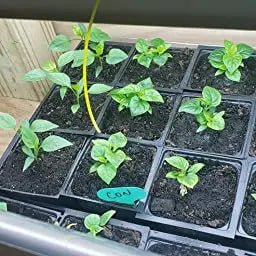 When-to-start-Pepper-Seed-indoors Caribbean garden seed