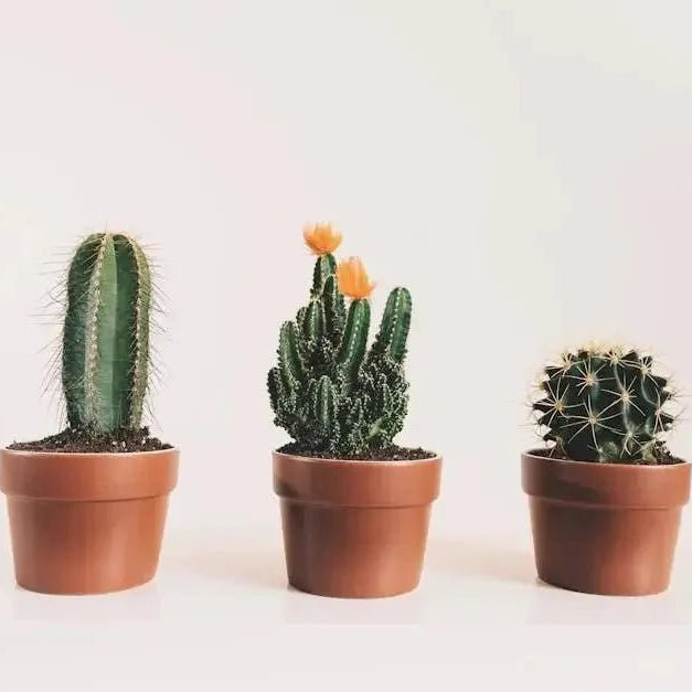 Why-Cactus-Seeds-are-Perfect-for-Indoor-Gardening Caribbean garden seed