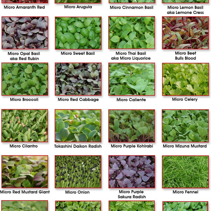 Why Microgreens /sprouting are the Ultimate Superfood