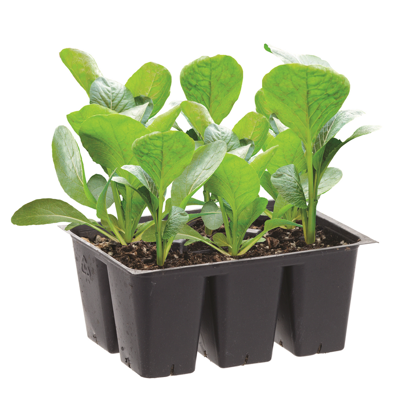 Top Bunch Collard Green - 4 Live Plants