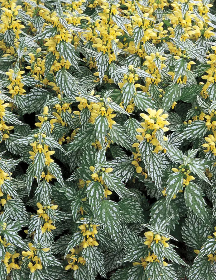 Herman's Pride Lamiastrum | 3 Live Plants