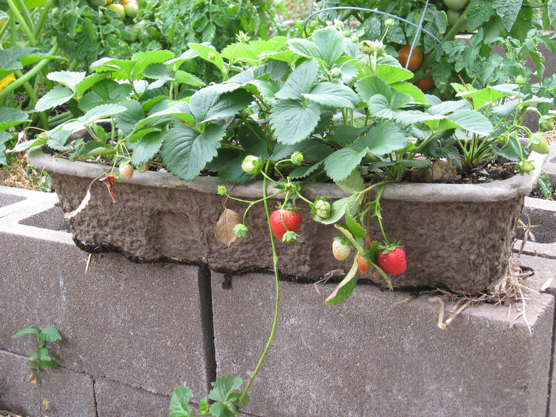 Galletta June-Bearing Strawberry Live Plug Plants