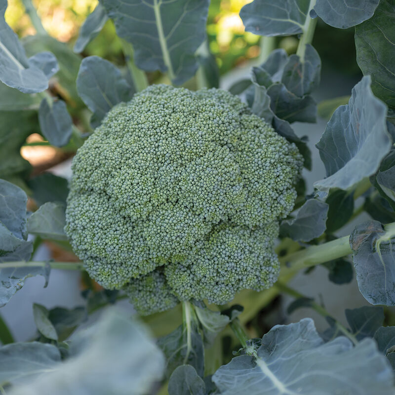 Eastern Crown Broccoli - 5 Live Plants