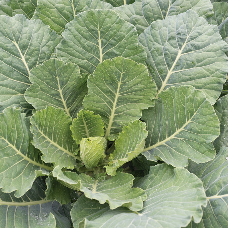 Top Bunch Collard Green - 4 Live Plants