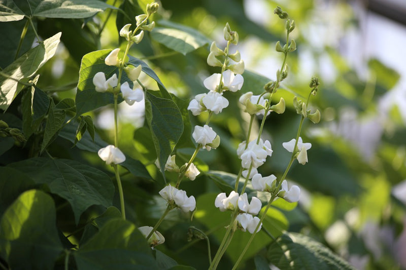 White Hyacinth Bean Vine Seeds – Lablab purpureus, Edible Ornamental Climber, 10–15 ft