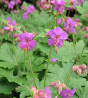 Bigroot Geranium SEEDS - Geranium macrorrhizum - Caribbean garden seed