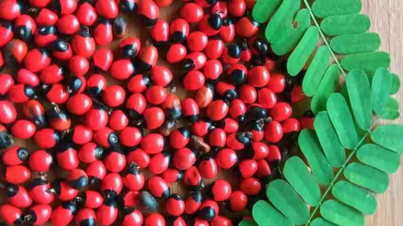 Jequirity Bean Seeds - Abrus precatorius | Rosary Pea Tropical Vine