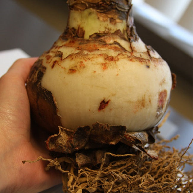 White Amaryllis Bulbs | Large Indoor Blooms