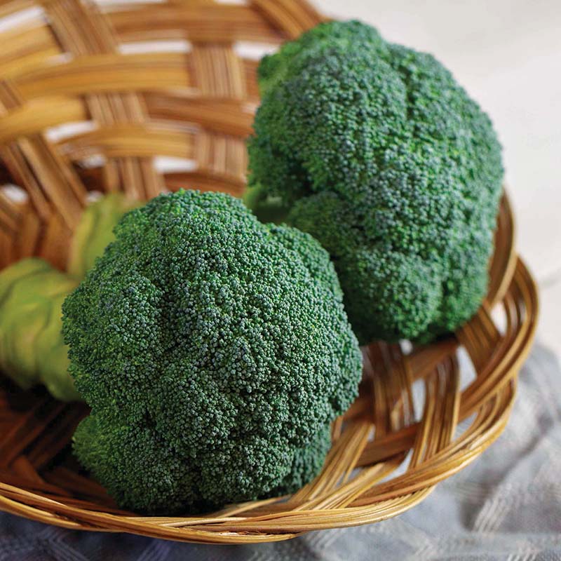Eastern Crown Broccoli - 5 Live Plants