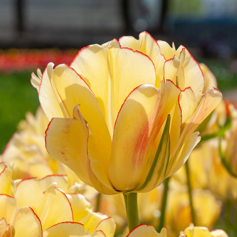 Akebono Double Late Tulip Bulbs for Planting