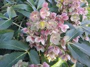 15 Helleborus × sternii (Stern's Hybrid Hellebore) Seeds - Caribbean garden seed
