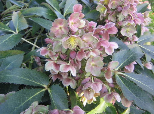 15 Helleborus × sternii (Stern's Hybrid Hellebore) Seeds - Caribbean garden seed