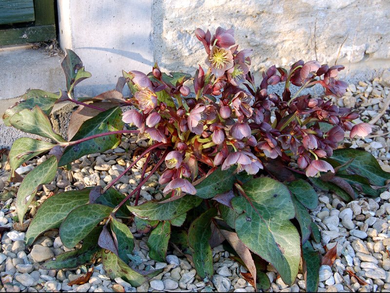 15 Helleborus × sternii (Stern's Hybrid Hellebore) Seeds - Caribbean garden seed
