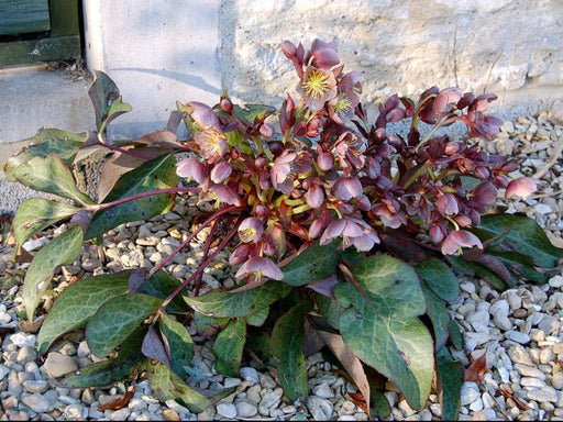15 Helleborus × sternii (Stern's Hybrid Hellebore) Seeds - Caribbean garden seed