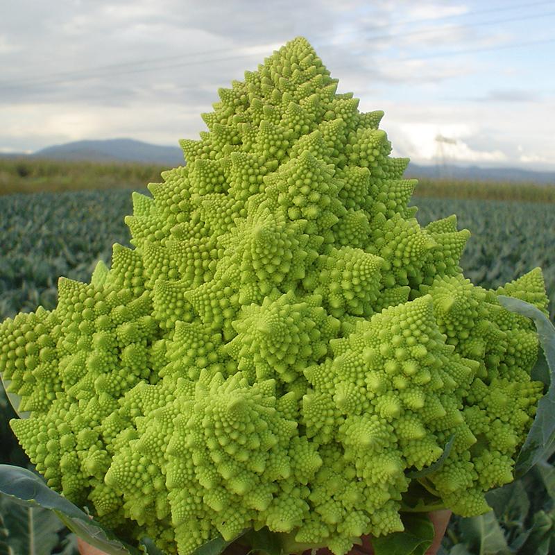 4 Veronica Romanesco Live Plants