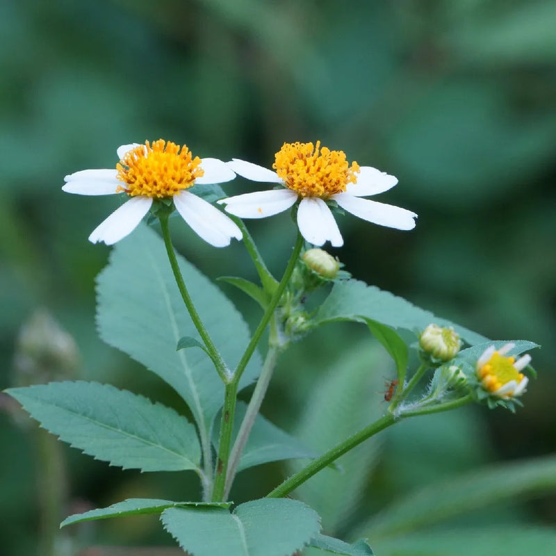 Bidens alba Live Plants | Spanish Needles