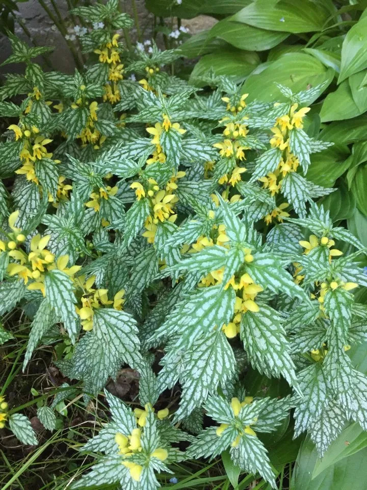 Herman's Pride Lamiastrum | 3 Live Plants