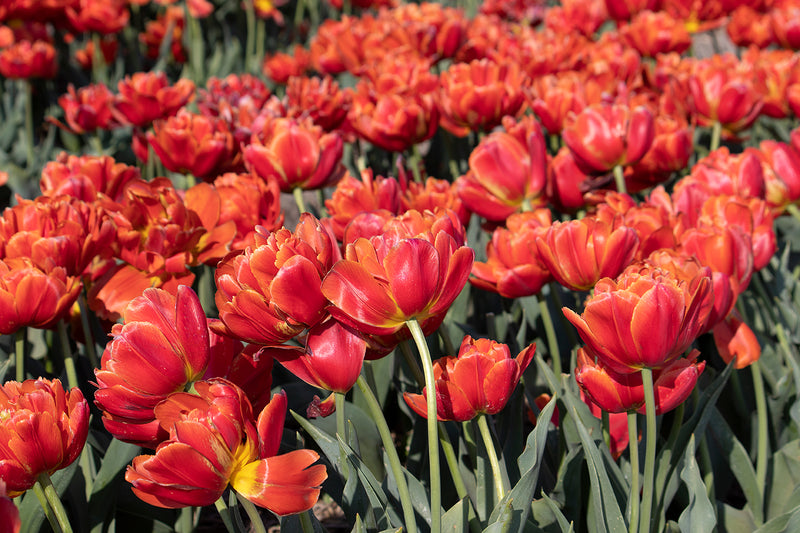 Icoon Double Late Tulip Bulbs for Planting