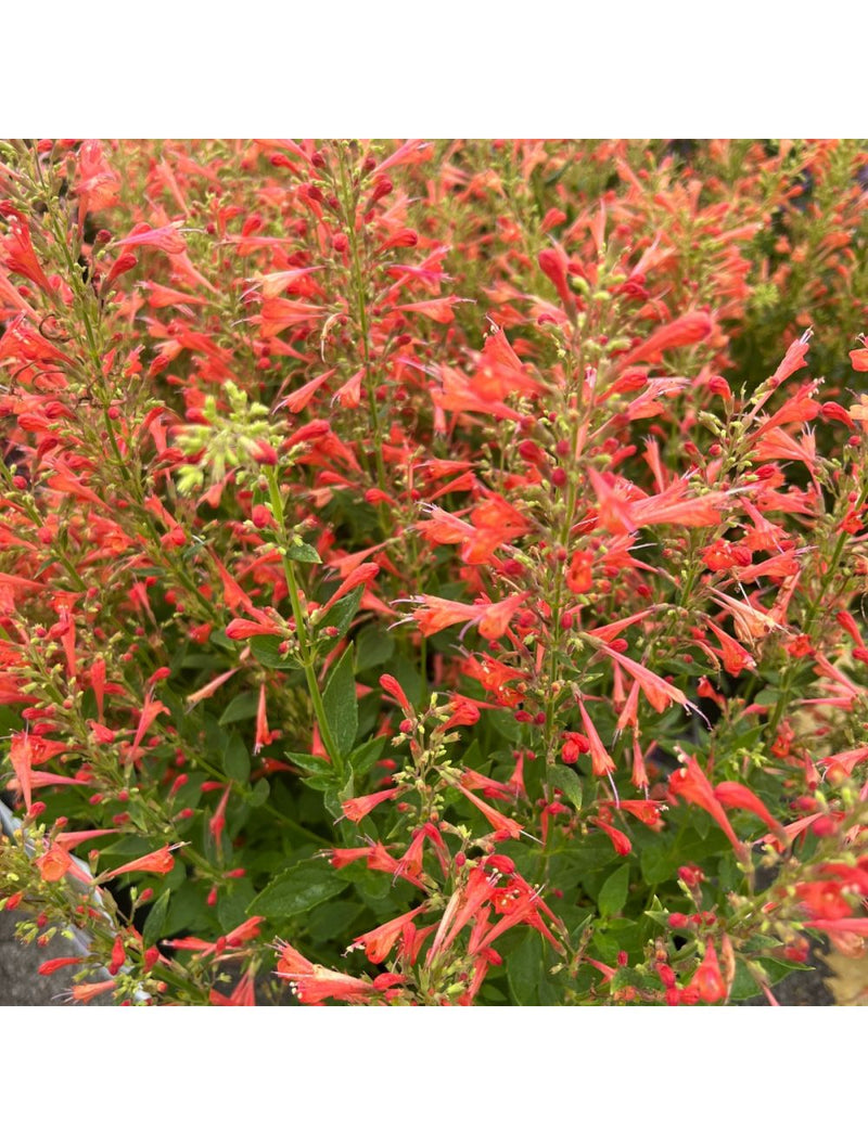 Red Agastache Live Plants, 3 Pack - Hummingbird Mint