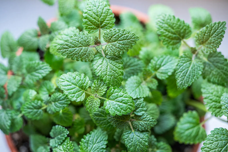 Lemon Balm Live Herb Plants (Melissa officinalis) pack or 3