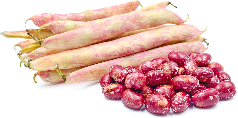 Red Cargamanto Bean Seeds | Colombian Heirloom
