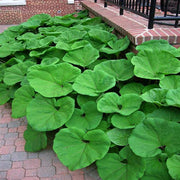 Butterbur Seeds, (Petasites hybridus) - Caribbean garden seed