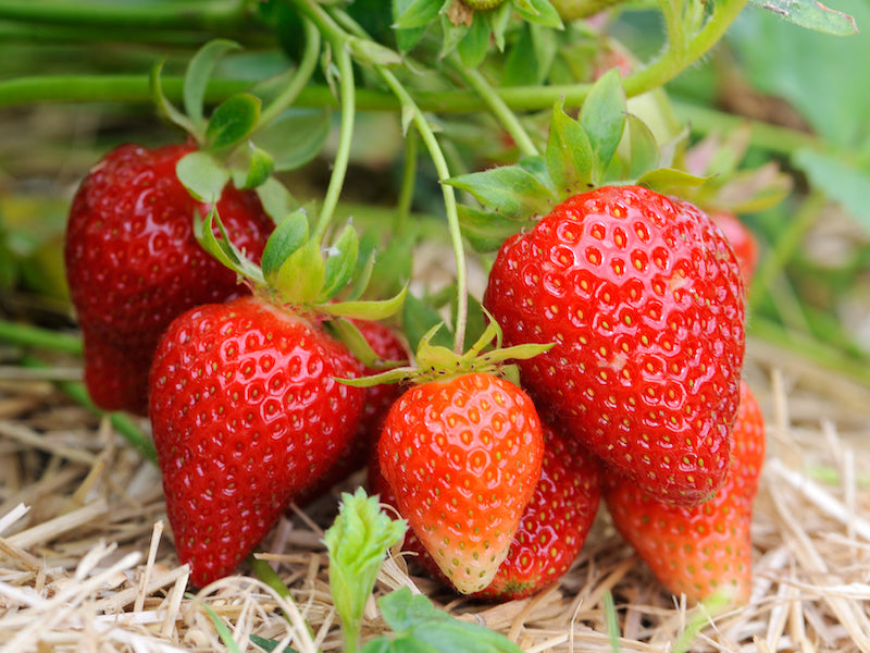 Galletta June-Bearing Strawberry Live Plug Plants