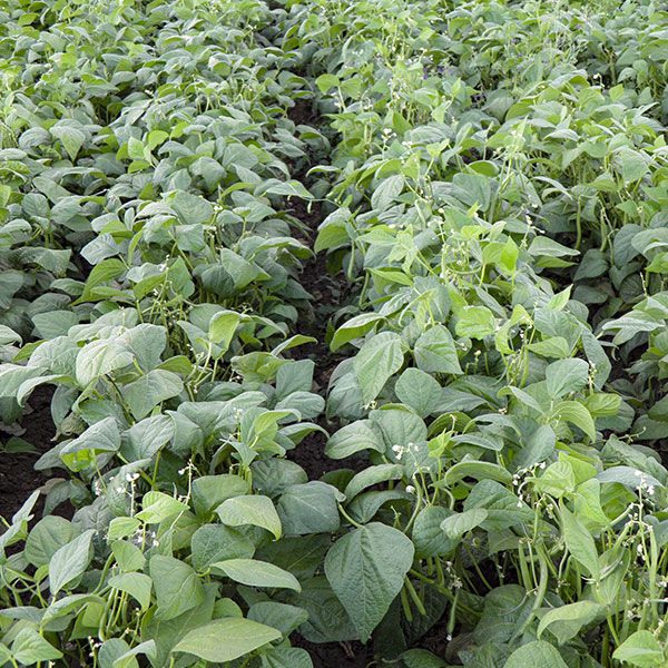 Aurora Bush Bean Seeds | 100 Seeds