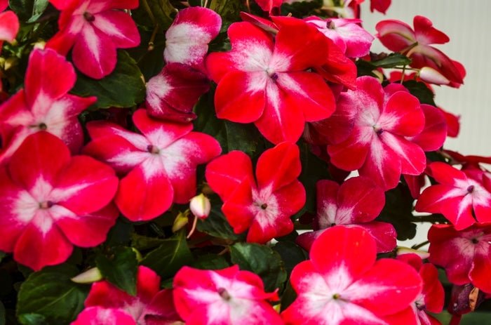 25 Impatiens Red Starburst Seeds - Caribbean garden seed