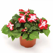 25 Impatiens Red Starburst Seeds - Caribbean garden seed