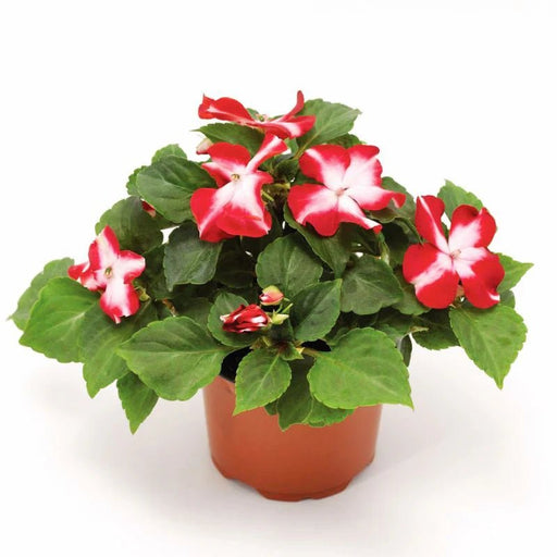 25 Impatiens Red Starburst Seeds - Caribbean garden seed