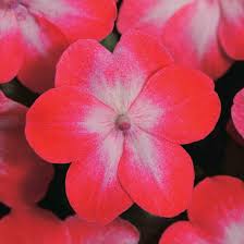 25 Impatiens Red Starburst Seeds - Caribbean garden seed