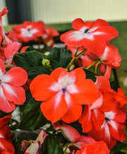 25 Impatiens Red Starburst Seeds - Caribbean garden seed