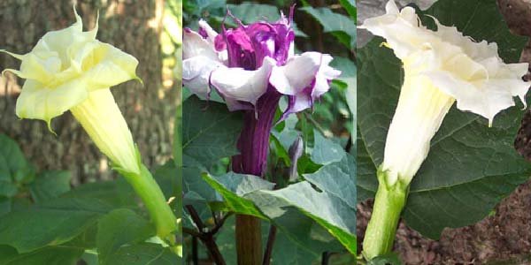 Datura Ballerina Mix Seeds - Double Trumpet Flowers | Annual