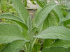 Broadleaf Sage Seeds (Salvia Officinalis ) Perennial Herb - Caribbeangardenseed