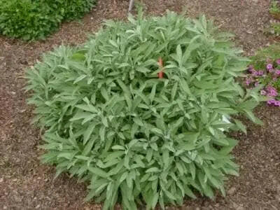 Broadleaf Sage Seeds (Salvia Officinalis ) Perennial Herb - Caribbeangardenseed