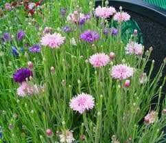 Dwarf Cornflower 'Polka dot Mix ) wildflowers - Caribbeangardenseed