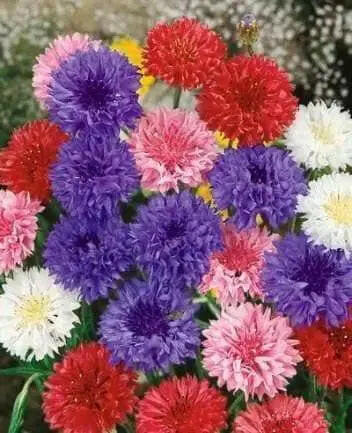 Dwarf Cornflower 'Polka dot Mix ) wildflowers - Caribbeangardenseed
