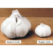 Elephant garlic (Allium ampeloprasum) Heirloom Bulb - Caribbeangardenseed