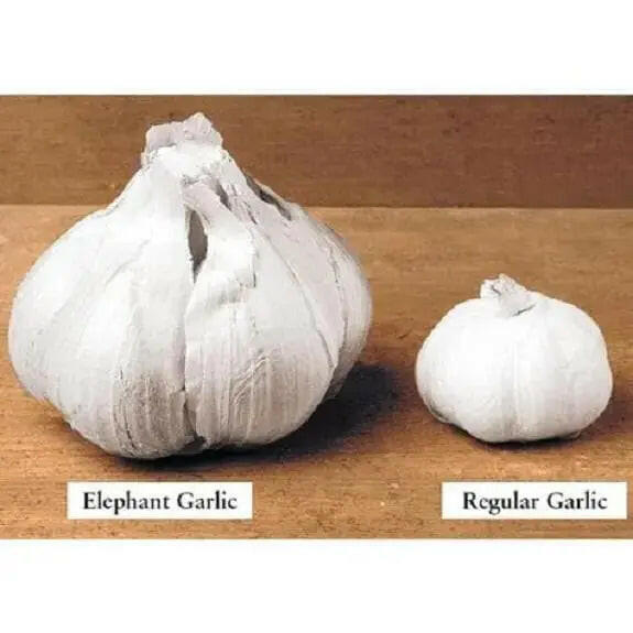 Elephant garlic (Allium ampeloprasum) Heirloom Bulb - Caribbeangardenseed