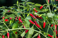 GUAM BOONIE ,HOT PEPPER Seeds (Capsicum frutescens) - Caribbeangardenseed