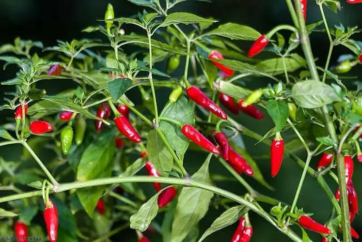 GUAM BOONIE ,HOT PEPPER Seeds (Capsicum frutescens) - Caribbeangardenseed